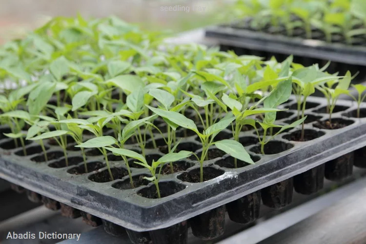 seedling tray